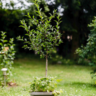 Donica samo-nawadniająca Urbalive Berberis Uno jasnoszary 45x39 cm - 2