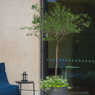 Duża donica samo-nawadniająca okrągła Urbalive Berberis cynamonowy 55 cm - 6