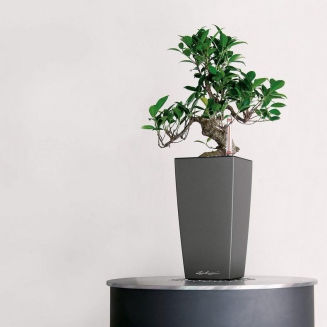  Lechuza Mini Cubi flowerpot | Maxi Cubi anthracite metallic - 7