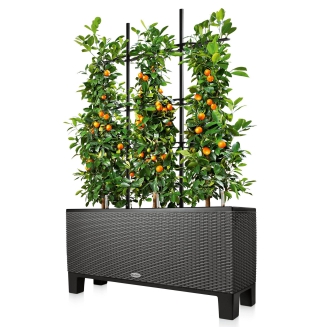  Climber trellis for Lechuza Trio 30 pots | 40 - 3