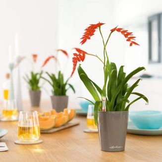  Lechuza Mini Deltini flowerpot taupe glossy - 5