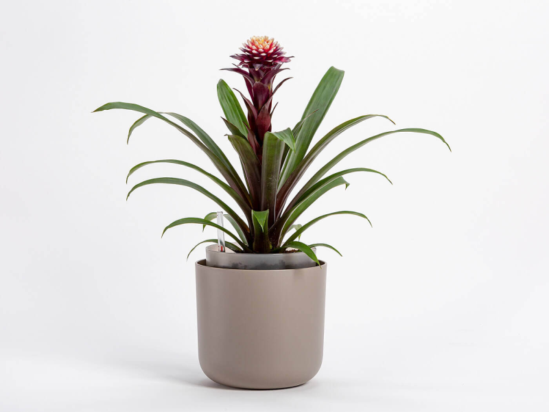 PLASTIA TOLITA Donica samonawadniająca okrągła 16 cm jasnoszary