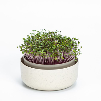 Absorbent żelowy do mikroliści Urbalive Microgreens 10 sztuk - 2
