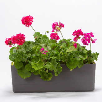 Donica samo-nawadniająca prostokątna Urbalive Berberis szary 60x20 cm - 4