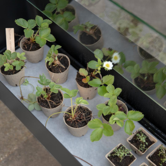 Donica z mini szklarnią Eva Solo Simply Grow Spire - 8
