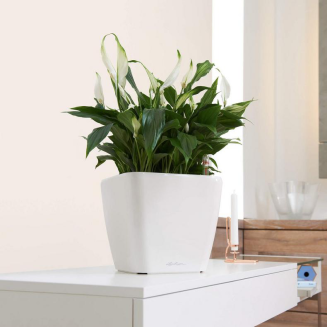 Donica Lechuza Quadro Premium LS 21 | 28 | 35 | 43 | 50 biały połysk - 9