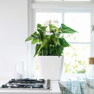  Lechuza Quadro Premium LS 21 flowerpot | 28 | 35 | 43 | 50 white gloss - 11