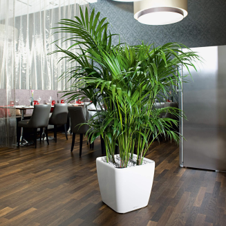  Lechuza Quadro Premium LS 21 flowerpot | 28 | 35 | 43 | 50 white gloss - 7