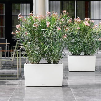  Lechuza Cararo Premium flowerpot, white gloss - 6