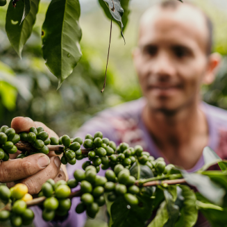 Kawa ziarnista Independent Alliance for Better Coffee Columbia Dulima Snow Queen - 3