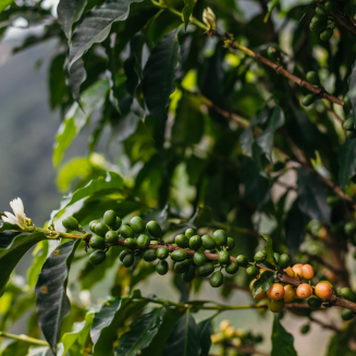 Kawa ziarnista Independent Alliance for Better Coffee Columbia Dulima Snow Queen - 2