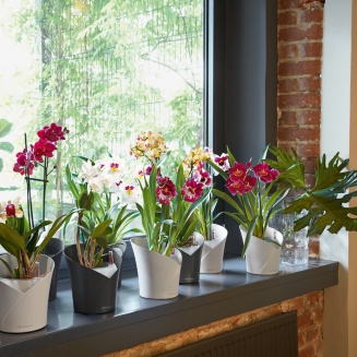  Lechuza Orchidea Color orchid planter, white - 3