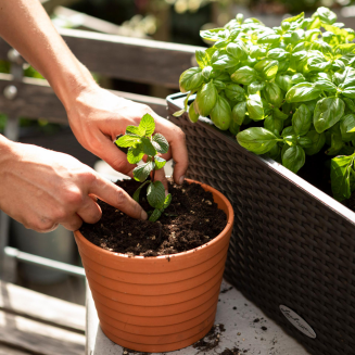 Substrat Lechuza Veggie-Pon 6l - 4