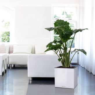 Lechuza Canto Premium 40 cube flowerpot, white gloss - 7