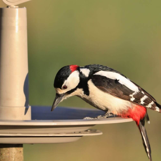 PLASTIA FINCH Karmnik dla ptaków 32 cm jasnoszary - 3