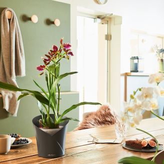 Doniczka na storczyki Lechuza Orchidea Color szara - 2