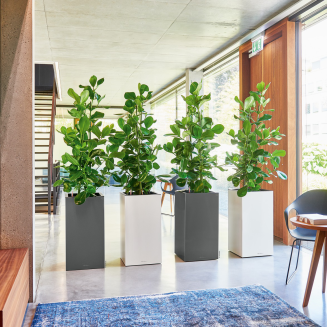 Donica Lechuza Canto Premium 40 kolumna biały połysk - 7