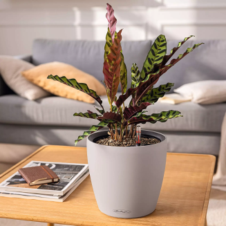  Lechuza Classico Color LS 21 flowerpot | 28 | 35 | 43 sand brown - 4