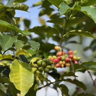 Kawa ziarnista Independent Alliance for Better Coffee Burundi Bugenyuzi - 2