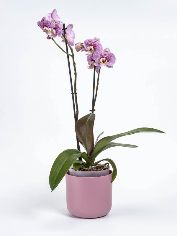 PLASTIA TOLITA AIR Donica samonawadniająca okrągła 19 cm różowy