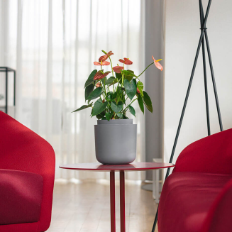 PLASTIA TOLITA Donica samonawadniająca okrągła 19 cm szary - 6