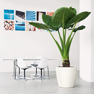  Lechuza Classico Premium LS 21 flowerpot | 28 | 35 | 43 | 50 gloss black - 10