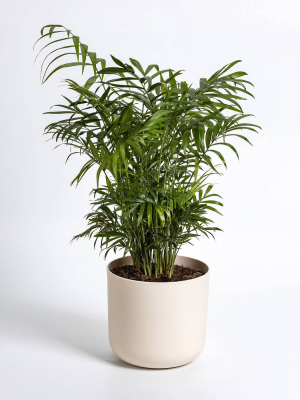 PLASTIA TOLITA Doniczka samonawadniająca okrągła z wkładem 19 cm beżowy