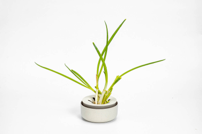 PLASTIA Miseczka na awokado i cebulę 16 cm kremowy