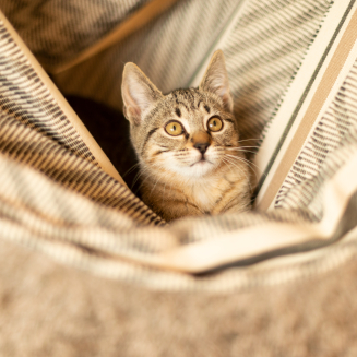  La Siesta Habana zebra kingsize hammock chair - 2