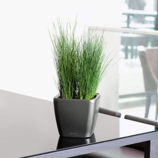  Lechuza Quadro Premium LS 21 flowerpot | 28 | 35 | 43 | 50 anthracite metallic - 9