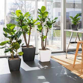  Lechuza Quadro Premium LS 21 flowerpot | 28 | 35 | 43 | 50 anthracite metallic - 11