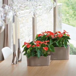  Lechuza plant pot Delta 10 | 20 taupe gloss - 6