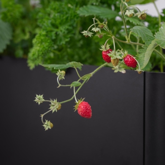  Eva Solo Simply Grow Balcony Self-Watering Planter - 6