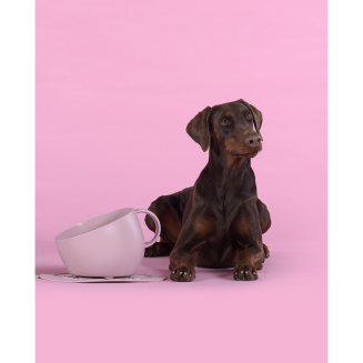 Miska dla psa United Pets Cup 2500 ml różowa - 4