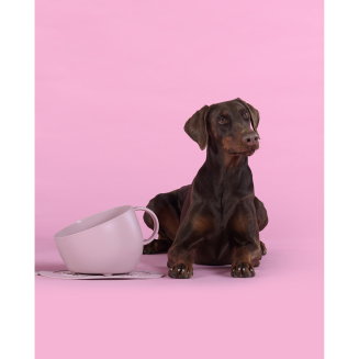 Miska dla psa United Pets Cup 2500 ml różowa - 4