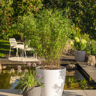 Lechuza Classico Color 18 flowerpot | 21 | 28 | 35 | 43 nutmeg - 9