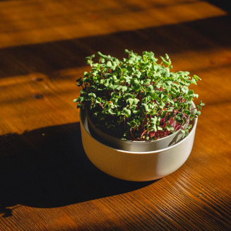 Kiełkownica Urbalive Microgreens ECO beżowy 16 cm - 7