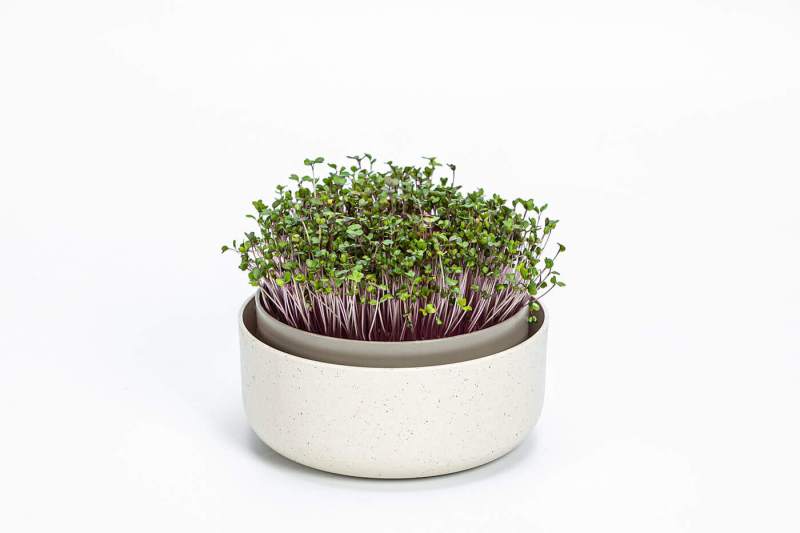 PLASTIA MICROGREENS Kiełkownica z filtrem 16 cm beżowy