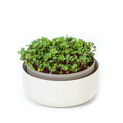 Kiełkownica Urbalive Microgreens beżowy 16 cm