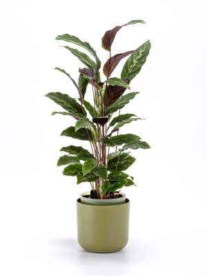 PLASTIA TOLITA Donica samonawadniająca okrągła 19 cm zielony