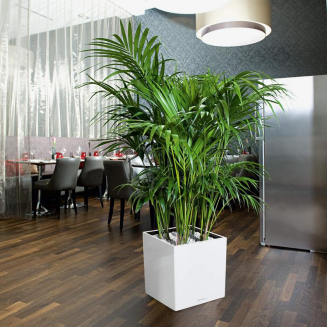 Donica Lechuza Cube Premium 30 | 40 | 50 espresso metallic - 9