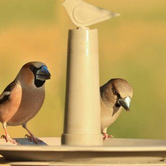 PLASTIA FINCH Karmnik dla ptaków 32 cm beżowy - 3