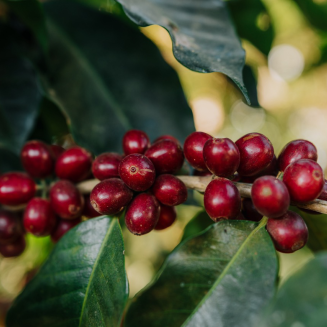Independent Alliance for Better Coffee Gwatemala Blue Ayarza coffee beans - 2