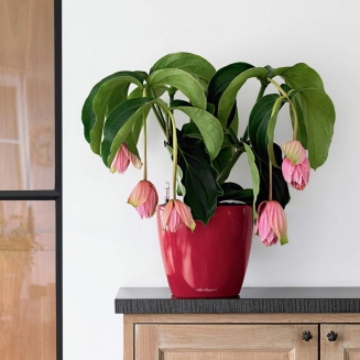  Lechuza Classico Premium LS 21 flowerpot | 28 | 35 | 43 | 50 red gloss - 9