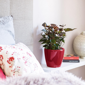  Lechuza Classico Premium LS 21 flowerpot | 28 | 35 | 43 | 50 red gloss - 8