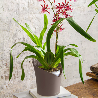 Doniczka na storczyki Lechuza Orchidea Color taupe - 4