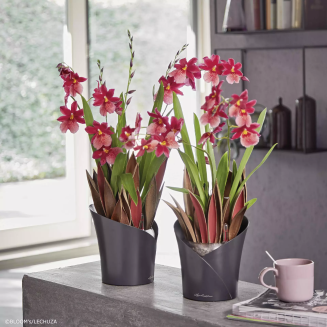 Doniczka na storczyki Lechuza Orchidea Color taupe - 5