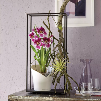 Doniczka na storczyki Lechuza Orchidea Color taupe - 7