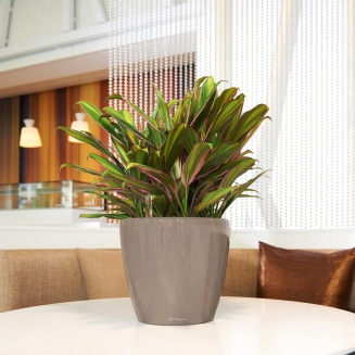  Lechuza Classico Premium LS 21 flowerpot | 28 | 35 | 43 | 50 taupe gloss - 9