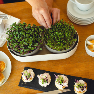 Kiełkownica Urbalive Microgreens + pojemnik ECO beżowy 30x16 cm - 5